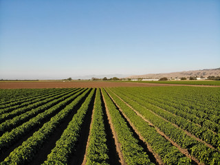 Fototapeta na wymiar Agricultural land
