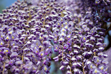 Lila Blume chinesischer Blauregen Nahaufnahme