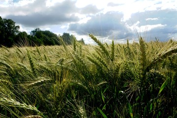 Background of cereal field, close up of cereal field. Tritikale cereal field in summer. Wheat and Rye field in Latvia