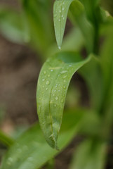 green leaf with water drops