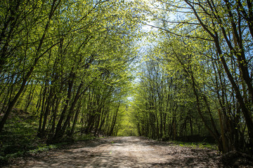 Obraz premium A dirt road through a green deciduous forest in a sunny early spring time. Sunlight is shine through the leaves of the trees under the forest trail