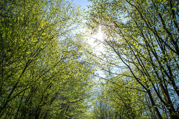 A dirt road through a green deciduous forest in a sunny early spring time. Sunlight is shine through the leaves of the trees under the forest trail