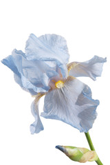Beautiful lilac iris flower isolated on a white background. Close-up