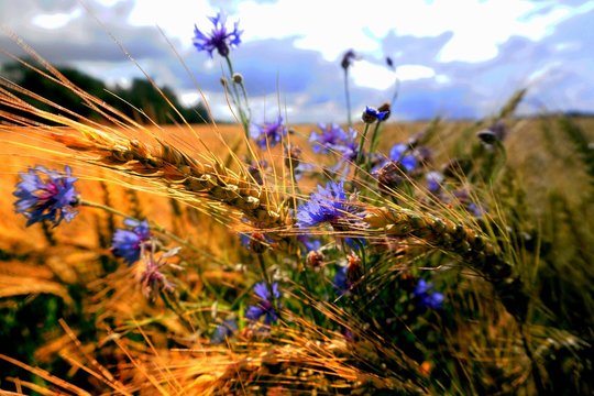 Background of cereal field, close up of cereal field. Tritikale cereal field in summer. Wheat and Rye field in Latvia