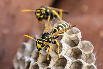wasp sitting on top of wasp nest close up - obrazy, fototapety, plakaty