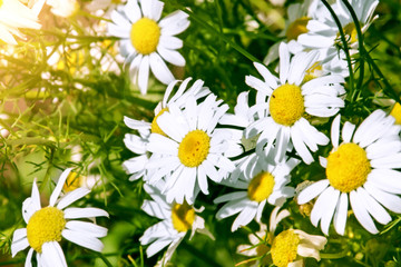 Fototapeta premium daisies many close-up top view white with yellow