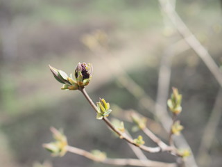 Neutral background of swollen lilac buds in a sunny day. One spring green first sprout.