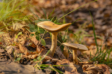 Fototapeta premium mushrooms autumn brown foliage close up