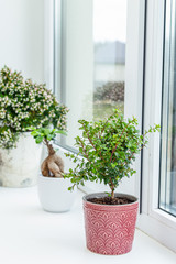 Myrtle tree on a window with other indoor plants. Vertical format