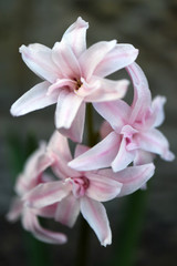 Fototapeta premium Pink Hyacinth With Soft Petals and Green Leaves In The Garden