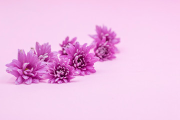 Purple Chrysanthemums sometimes called mums or chrysanths,are  on pink its flowering plants of the...