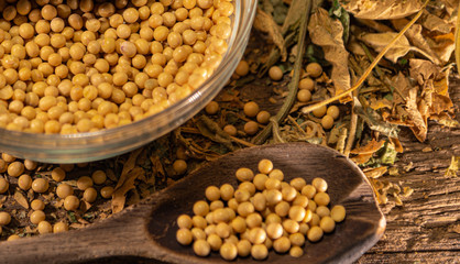 Soya beans (Glycine max) scattered on stage with wooden spoon and glass container