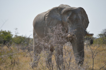 ELEPHANT NAMIBIE 