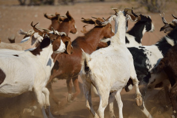 TROUPEAU DE CHEVRES NAMIBIE