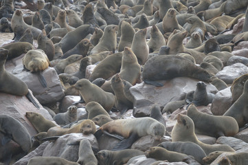 TROUPEAU D'OTARIES CAPE CROSS NAMIBIE 