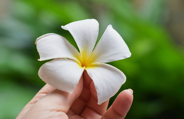 white plumeria flower in a girl’s hand