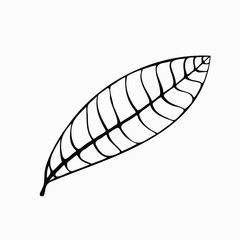 Sketch, outline, vector black and white drawing of a leaf