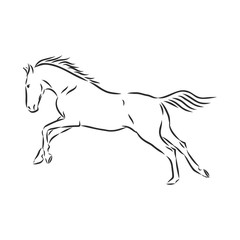 Naklejka na ściany i meble running horse vector illustration - black and white outline. beautiful horse, horse icon, vector sketch illustration