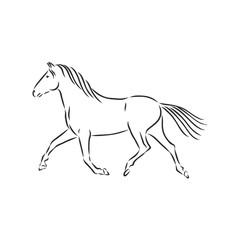Naklejka na ściany i meble running horse vector illustration - black and white outline. beautiful horse, horse icon, vector sketch illustration