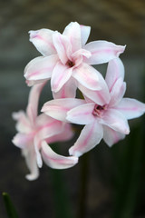 Pink Hyacinth With Soft Petals and Green Leaves In The Garden