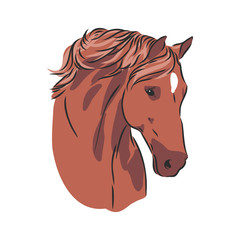 realistic horse portrait vector illustration, horse portrait, horse head, vector illustration
