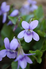 Fototapeta na wymiar Wild Purple Violets In The Garden