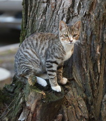 Grey tabby cat sitting on a tree