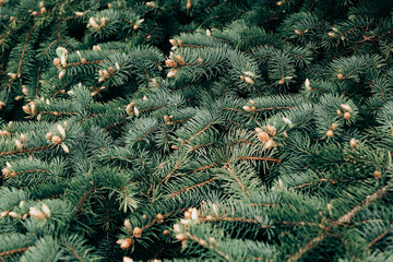 Wide green spruce branches in spring with young shoots and cones that have just appeared.