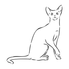 domestic cat, realistic vector sketch illustration, the sign of the cat