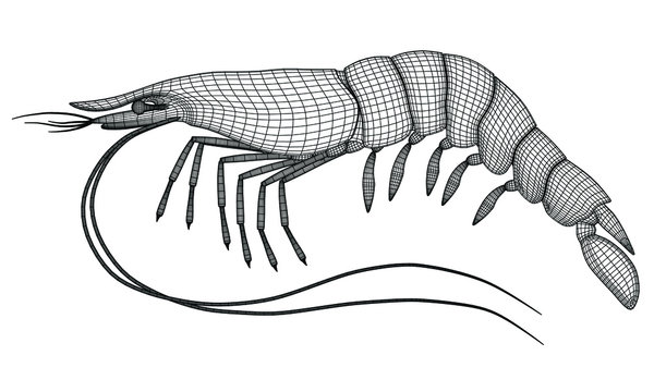 recommend clip art: Shrimp polygonal lines illustration. Abstract vector shrimp on the white background