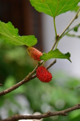 red berries on a branch