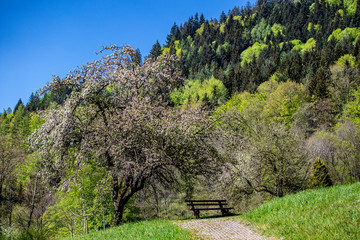 Tree with bench in spring