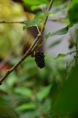 blackberry on a tree