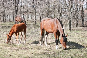 Obraz premium A two-week-old foal learns to graze outdoors in early spring next to its mother. Cute pet