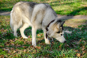 Husky dog on a walk in the Park sniffs the grass.