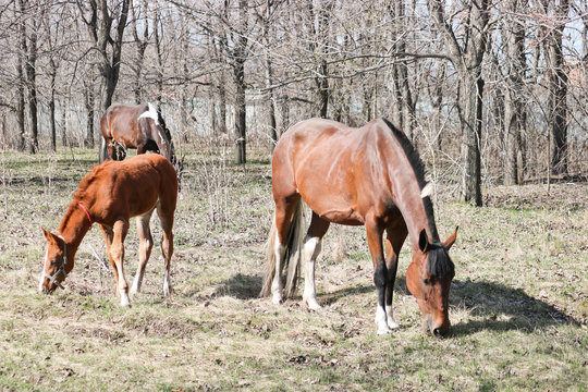 A two-week-old foal learns to graze outdoors in early spring next to its mother. Cute pet