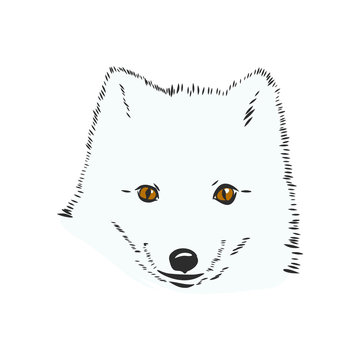 Vector Illustrated Portrait of Arctic fox. Cute white fluffy face of Polar Fox on blue background. Arctic Fox, wild white Fox, vector illustration