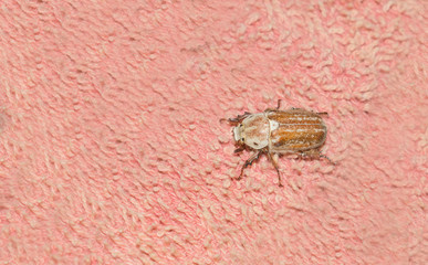 closeup the female beetle (Polyphylla alba)