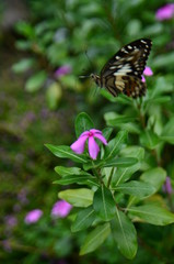 A butterfly flying in the garden