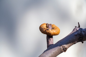 a bagel on a tree, hidden by a squirrel for the winter