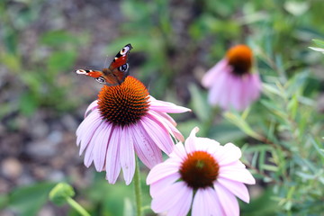Butterfly Peacock eye on a flower. Aglais io, Inachis io, Nymphalidae.
