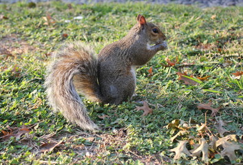 Naklejka na ściany i meble A squirrel chewing on a nut. Fluffy squirrel tail. Squirrel in the autumn park. Squirrels of New York.