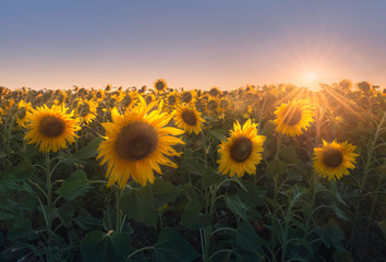 A picturesque sunflower field at sunset in the rays of the setting sun. Summer rural landscape with sunflowers