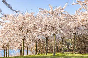 Pink sakura flower, Cherry blossom tree in park.