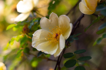 Gelbe Bl&uuml;te Busch Nahaufnahme