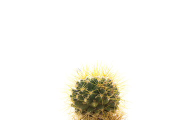 Small Cactus  isolated​ ​on​ ​white​ background​