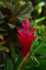 unique red flower in the garden © raypriatna