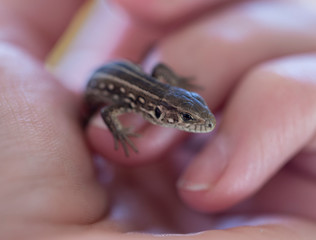 lizard in hand close-up in partial blur.