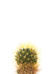 Small Cactus  isolated​ ​on​ ​white​ background​