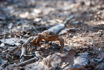 frog